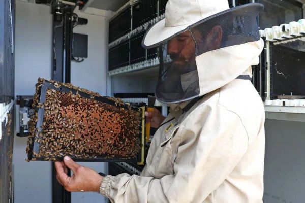 อิสราเอลพัฒนา รังผึ้งอัจฉริยะ เลี้ยงดูผึ้งด้วยเทคโนโลยี AI