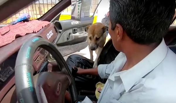 เปิดตัว ‘เจ้าคาโน’ จากหมาจรยกระดับสู่ผู้ช่วยโซเฟอร์แท็กซี่ในโบลิเวีย