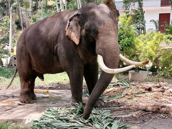 ชาวเน็ตห่วง “พลายประตูผา” ช้างไทยในศรีลังกา อายุมากแล้ว-เยี่ยมไม่ได้