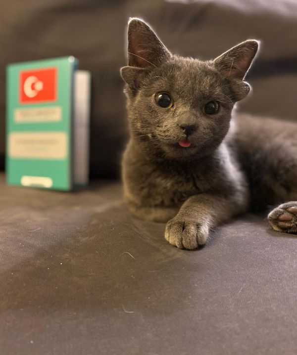 เปิดภาพแมวสี่หู “เจ้าไมดาส” ในตุรกี กลายเป็นขวัญใจในโลกออนไลน์ 