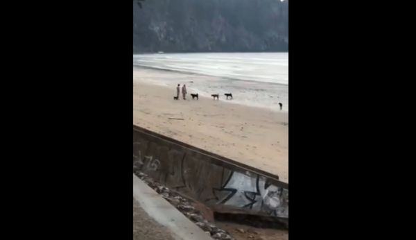 โผล่อีก! ฝูงสุนัขจรจัด รวมตัวหน้าหาดอ่าวนางไล่กัดนักท่องเที่ยว