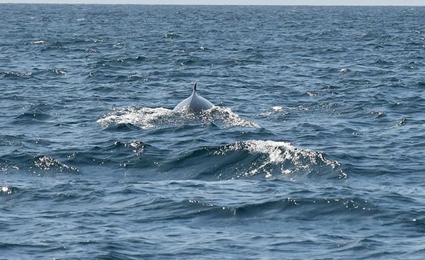 จนท. เดินหน้าค้นหา ‘วาฬโอมูระเผือก’ พบ 4 ตัว แต่ไม่ใช่สีขาว 