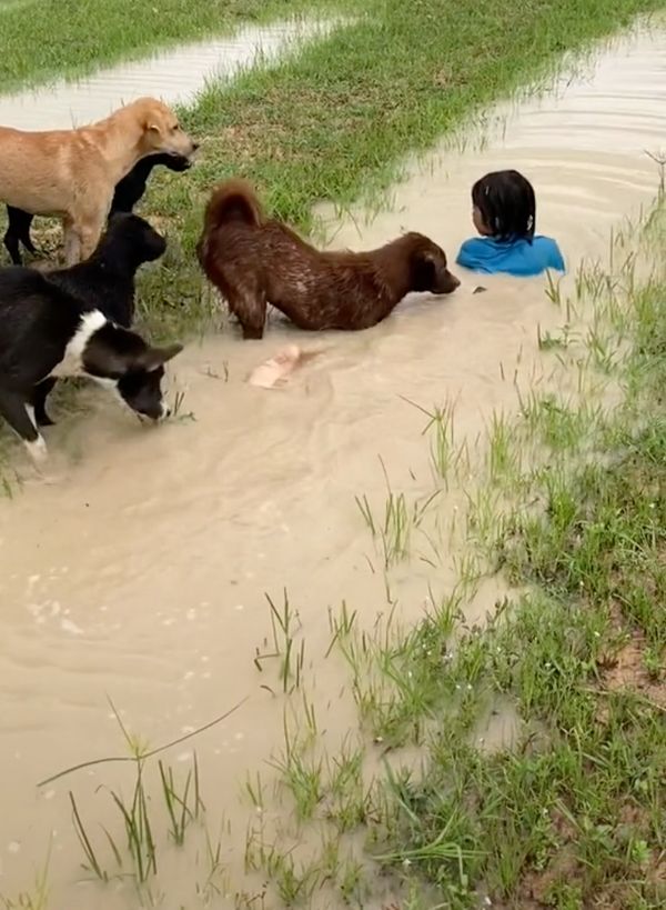 เปิดคลิปล้านวิว! สุนัขแสนรู้กลัวน้องจมน้ำช่วยกันลากขึ้นจากคู