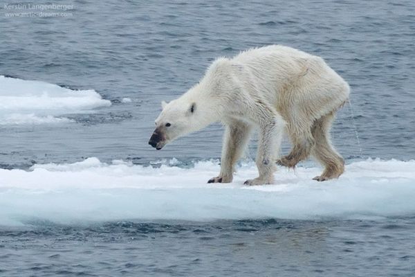 ดาวเทียมของ NASA ช่วยทำการศึกษาหมีขั้วโลกที่รอดชีวิตจากภาวะโลกร้อน