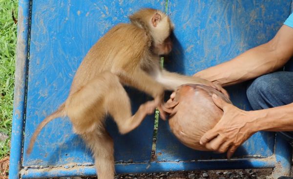 สื่อนอกตีข่าวครูฝึกลิงโต้ PETA ไม่มีทรมานสัตว์-ภูมิปัญญาดั้งเดิม