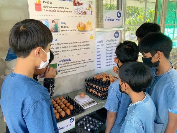 “โครงการเลี้ยงไก่ไข่เพื่ออาหารกลางวันนักเรียน”  คลังอาหารของน้องๆ ร.ร.เวียงห้าววิทยา จ. เชียงราย