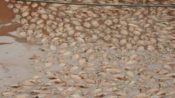 พิษซินลากู! ปลากระชังริมน้ำน่านตายเสียหายกว่า 3 ล้าน