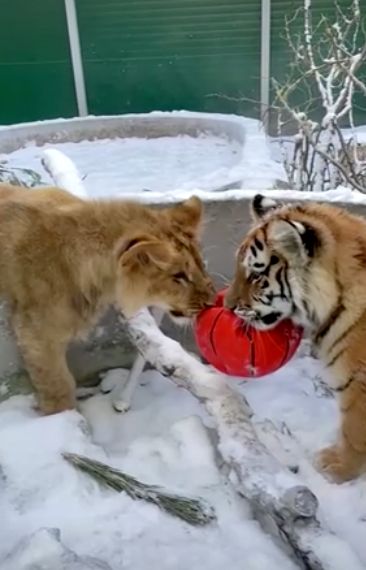 มุ้งมิ้ง!เผยภาพน่ารักเพื่อนแท้ต่างสายพันธุ์ ‘สิงโต-เสือ-สุนัข’เล่นกันอย่างสนุกสนาน