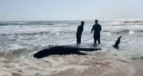 ช่วยชีวิต! วาฬเพชฌฆาตดำ บาดเจ็บเกยตื้นหาดบางเบิด