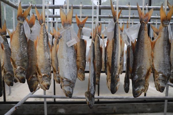 TNN Exclusive : APEC 2022 รู้จัก ปลากุเลาเค็มตากใบ ราชาปลาเค็ม ความภูมิใจจากชายแดนใต้ 