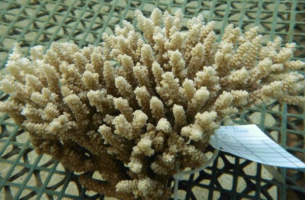 นักวิทย์ฯ ญี่ปุ่น เพาะเลี้ยงปะการังได้สำเร็จ หวังช่วยเหลือระบบนิเวศทางทะเล