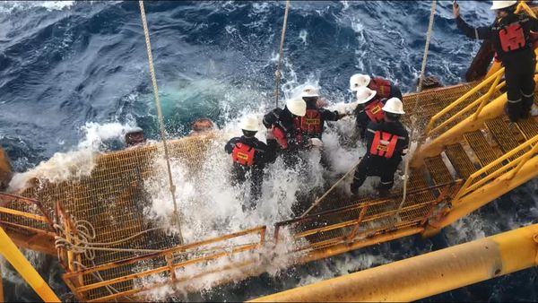 พนักงานแท่นเอราวัณ  ช่วยชีวิต ฉลามวาฬ หางติดเชือก ปลอดภัย