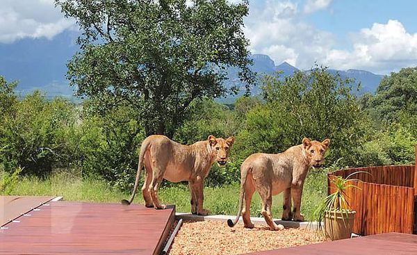 ใจหายวาบ!สามี-ภรรยาแอฟริกาใต้ เจอสิงโตมานอนเล่นหน้าบ้าน 6 ตัว