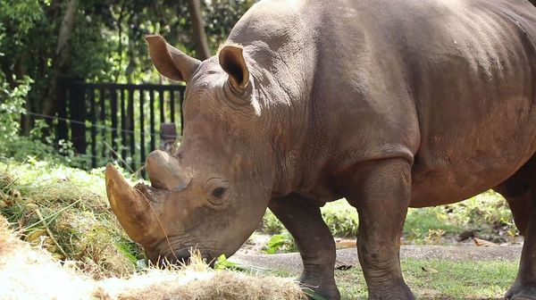 วันแรดโลก (World Rhino Day) 22 กันยายน จำนวนแรดทั่วโลกใกล้สูญพันธุ์