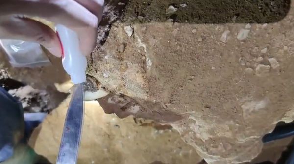 กระบี่พบซากฟอสซิล ฟันกรามแรด ยุคน้ำแข็ง อายุ 100,000 ปี