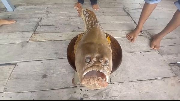 ฮือฮา !!  ชาวประมงกระบี่ พบปลาหน้าตาประหลาด หนัก 3 กิโล