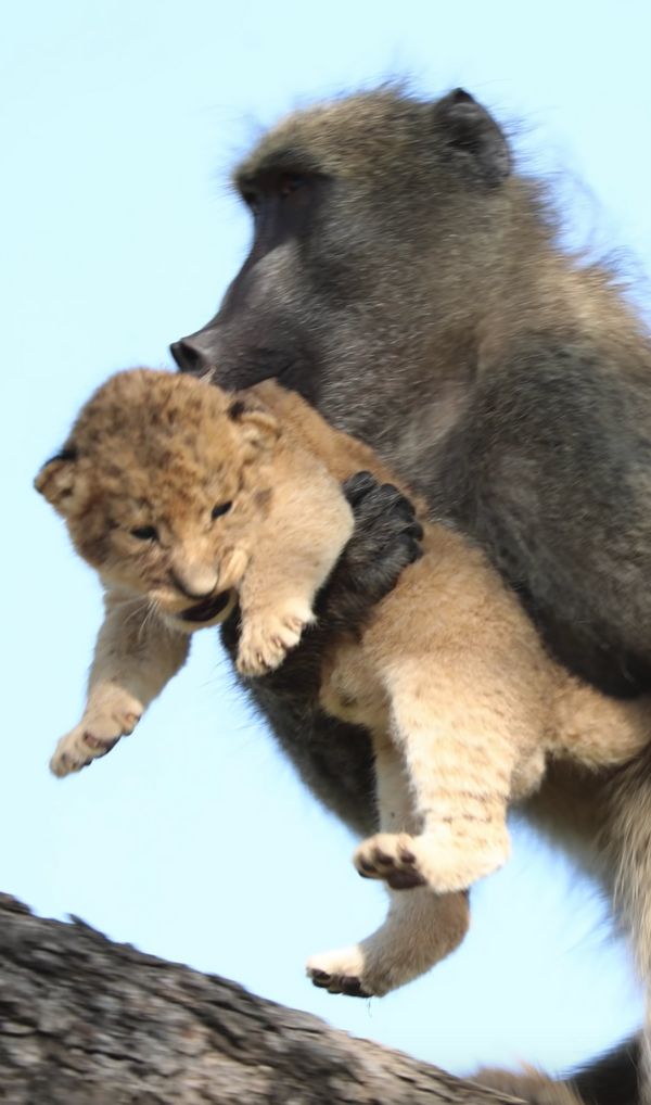 ภาพแปลก! “บาบูน”อุ้มลูกสิงโตไปเล่น ดูน่ารักแต่เรื่องจริงมันโหดร้าย