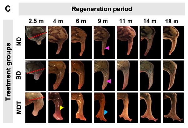 สุดทึ่ง !! นักวิจัยคิดค้น ค็อกเทลสร้างอวัยวะ ให้กบที่ถูกตัดขา งอกขาข้างใหม่ขึ้นมาได้