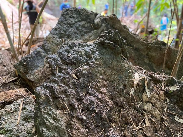 ฮือฮา! โคราชพบ ฟอสซิลใบไม้-ไม้กลายเป็นหิน คาดอายุกว่า 250 ล้านปี
