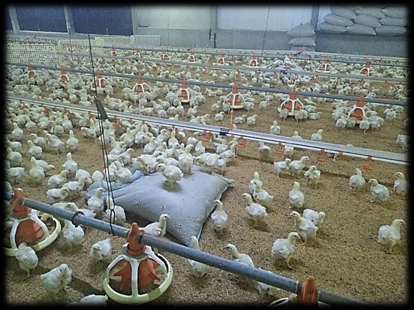 ซีพีเอฟได้รับรอง LR Farm F1rst ตอกย้ำการผลิตไก่เนื้อ