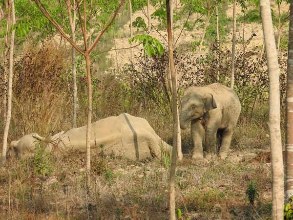 เอ็นดู! ช้างน้อยเฝ้าแม่ล้มป่วยกลางสวนยาง วิ่งใส่จนท.หวังปกป้องแม่