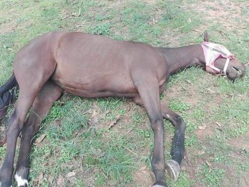 ปศุสัตว์ เผยเหตุม้า 42 ตัว ตายเฉียบพลัน เกิดจากกาฬโรคแอฟริกาในม้า