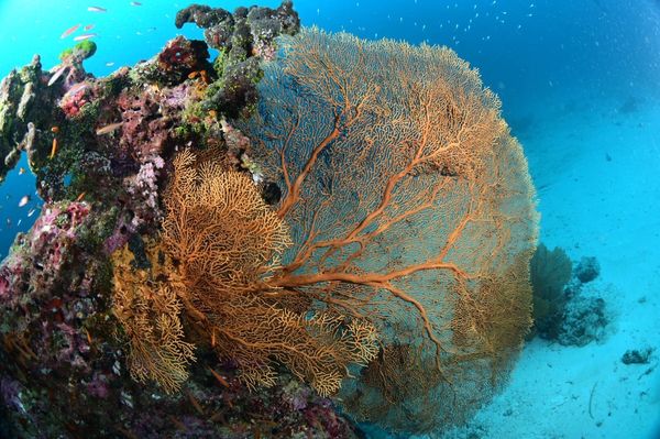 เปิดโลกใต้ทะเลชม ปะการัง สุดยอดความสวยงามติดอันดับโลก ที่ “หมู่เกาะสิมิลัน” จ.พังงา