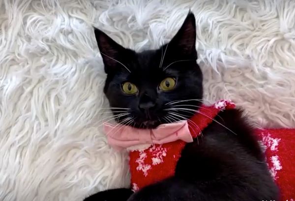 คาเฟ่แมวทำเก๋นำแมวจรจัดมาแต่งตัว สร้างสีสันวันคริสต์มาส