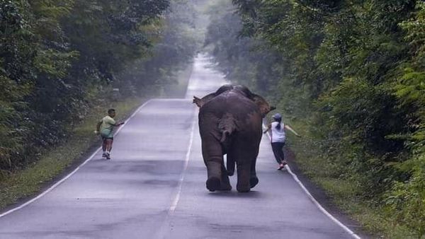 ส่องช้างป่ากับนักท่องเที่ยว ชาวเน็ตถามวิ่งเล่นหรือวิ่งไล่?