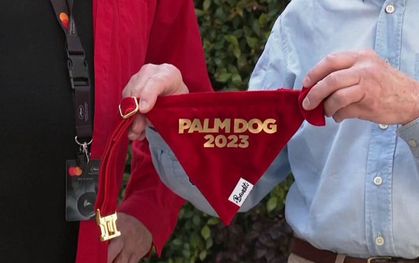 อุ่นเครื่องก่อนปาล์มทองประกาศผลรางวัล Palm Dog 2023 (มีคลิป) 