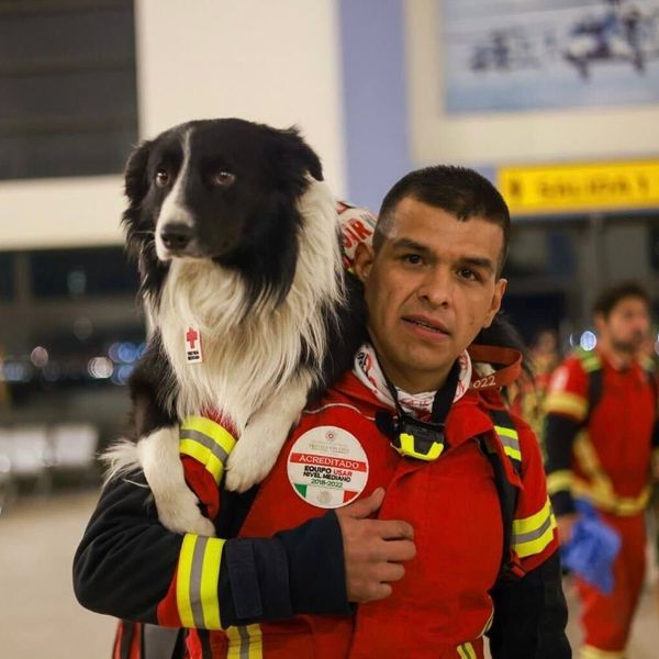  กู้ภัยสี่ขา จากไทยและทั่วโลกร่วมภารกิจกู้ภัยแผ่นดินไหวที่ตุรกี [มีคลิป] 