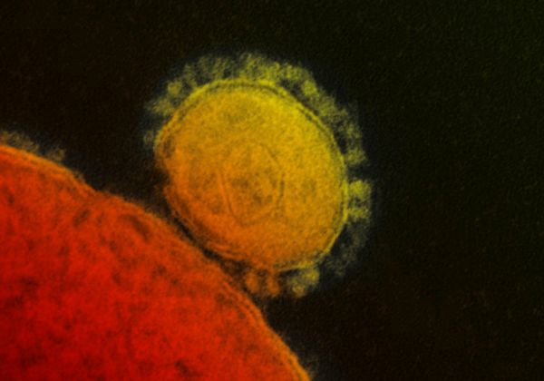 ค้นพบโคโรนาไวรัสชนิดใหม่ จากเมืองอูฮั่นและฝูโจว