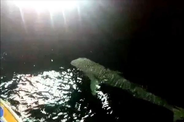 พบฉลามวาฬอวดโฉมเล่นแสงไฟข้างเรือท้องทะเลชุมพร