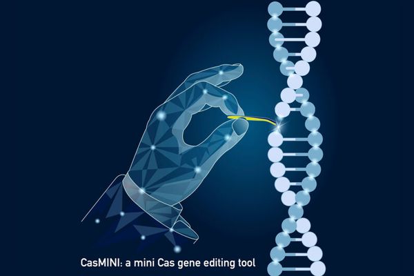 mini-CRISPR ตัดต่อยีนแบบใหม่ขนาดเล็กกว่าเดิม หนทางสู่การกำจัด HIV