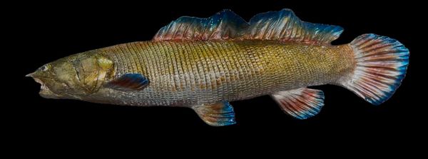 ฮือฮา! โคราชค้นพบ ฟอสซิลปลาพันธุ์ใหม่ของโลก อายุ 115 ล้านปี