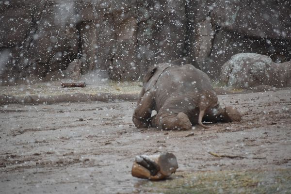 เอ็นดู! ช้างน้อยในแอริโซนาเล่นหิมะ ที่นานๆจะตกสักครั้งหนึ่ง