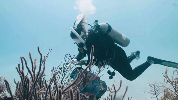 ฟาร์มปะการังบนบก ฟื้นฟูแนวปะการังถูกคุกคามจากโลกร้อน