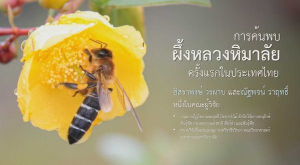 ครั้งแรกในไทย! กรมอุทยานแห่งชาติสัตว์ป่าฯ แถลงพบ ผึ้งหลวงหิมาลัย