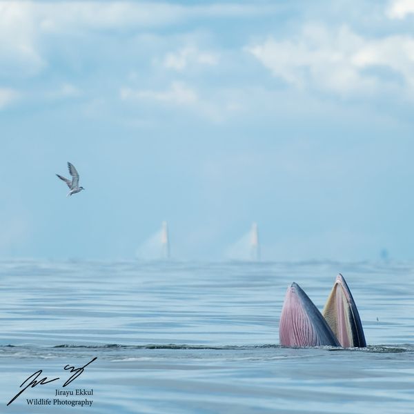ภาพหาดูยาก! วาฬบรูด้า โผล่อ้าปาก ชายฝั่งทะเลบางขุนเทียน