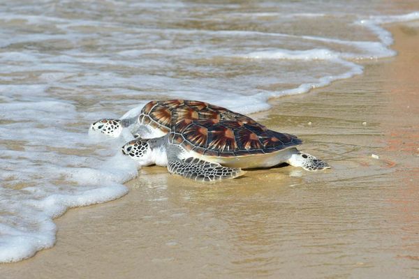 พล.อ.ประวิตร วงษ์สุวรรณ เปิดโครงการเก็บขยะชายหาด ปล่อยเต่าทะเล (คลิป)