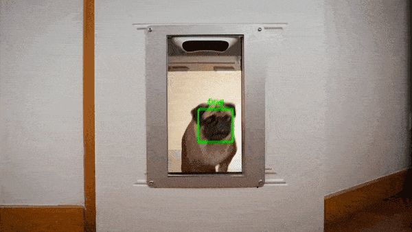 ประตูสัตว์เลี้ยงอัจฉริยะจดจำใบหน้าสุนัขและแมวด้วย AI