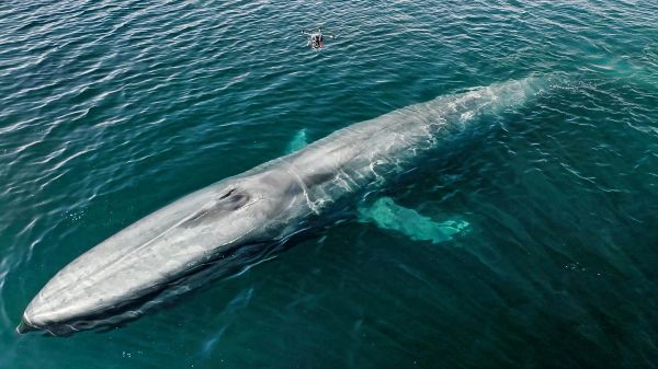 โดรนช่วยในการติดแท็กวาฬเปลี่ยนวิธีการเก็บข้อมูลสัตว์ใต้ทะเลลึกให้ง่ายยิ่งขึ้น