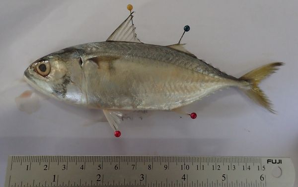 พบ 'ไมโครพลาสติก' ในท้อง 'ปลาทูไทย' เฉลี่ยตัวละ 78 ชิ้น