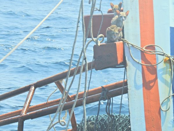 ชาวเน็ตยกนิ้ว!ทหารเรือว่ายน้ำช่วยแมวติดเรือล่มกลางทะเล