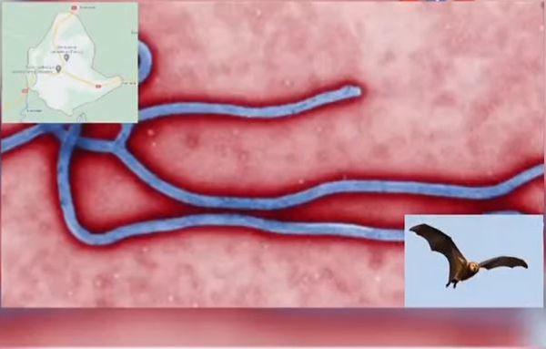 จับตา! ไวรัส มาร์เบิร์ก มาใหม่ แรงเท่า อีโบลา โอกาสเสียชีวิตสูงถึง 88%