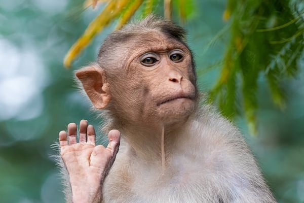องค์กรพิทักษ์สัตว์จ่อฟ้อง Neuralink ประเด็นชิปฝังสมองสร้างความทรมานแก่ลิง