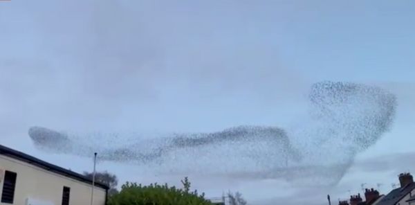 เปิดภาพปรากฏการณ์ ฝูงนกหลายหมื่นตัวบนท้องฟ้าในอังกฤษ 