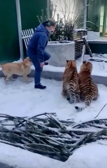 มุ้งมิ้ง!เผยภาพน่ารักเพื่อนแท้ต่างสายพันธุ์ ‘สิงโต-เสือ-สุนัข’เล่นกันอย่างสนุกสนาน