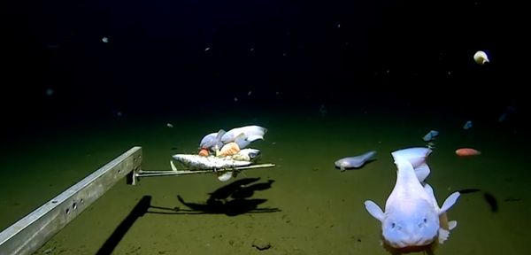 เปิดภาพ “ปลาที่อยู่ลึกสุดใต้ทะเล” 2 นักวิทย์สร้างสถิติใหม่ของโลก 
