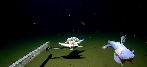 เปิดภาพ “ปลาที่อยู่ลึกสุดใต้ทะเล” 2 นักวิทย์สร้างสถิติใหม่ของโลก 